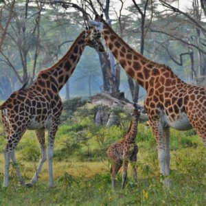 8 Days/ 7 Nights Social Work Mission Safari in Kenya