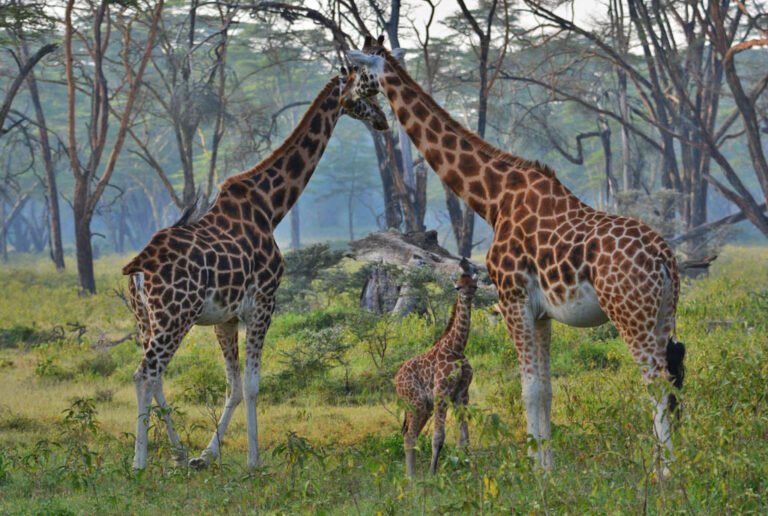 Rothschilds-giraffe-in-Lake-Nakuru-National-Parkss