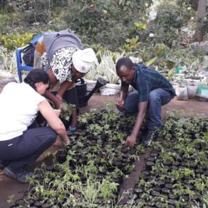2 Weeks Environmental Volunteering in Diani