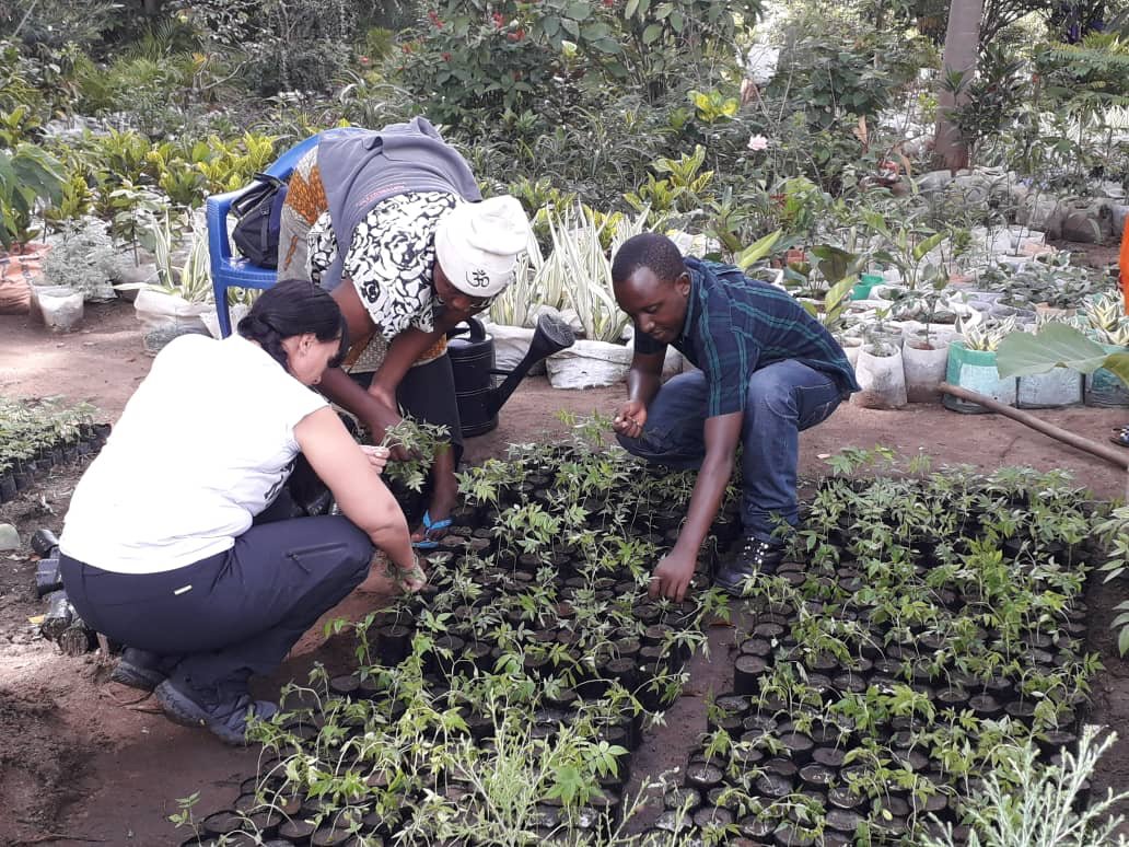 2 Weeks Environmental Volunteering in Diani